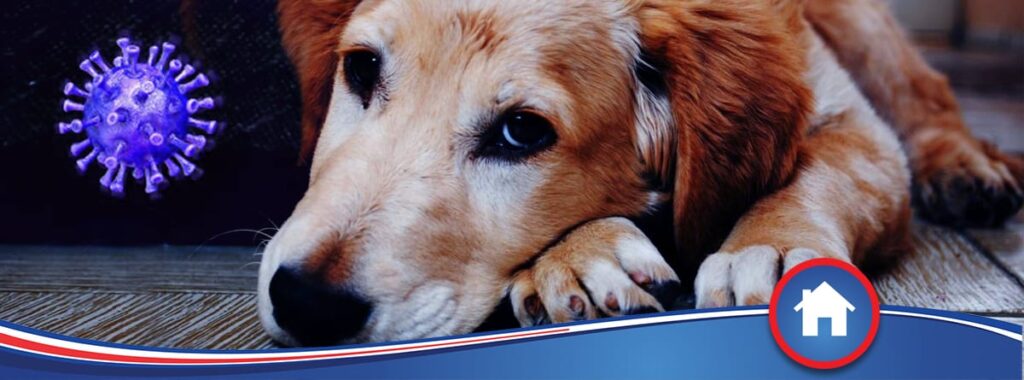 ¿Puede mi perro contagiarme el coronavirus?