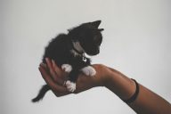 1_Pet_Insurance