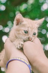 4_Pet_Insurance
