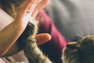 5_Pet_Insurance